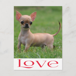Liebe Chihuahua Welpenhund Postkarte