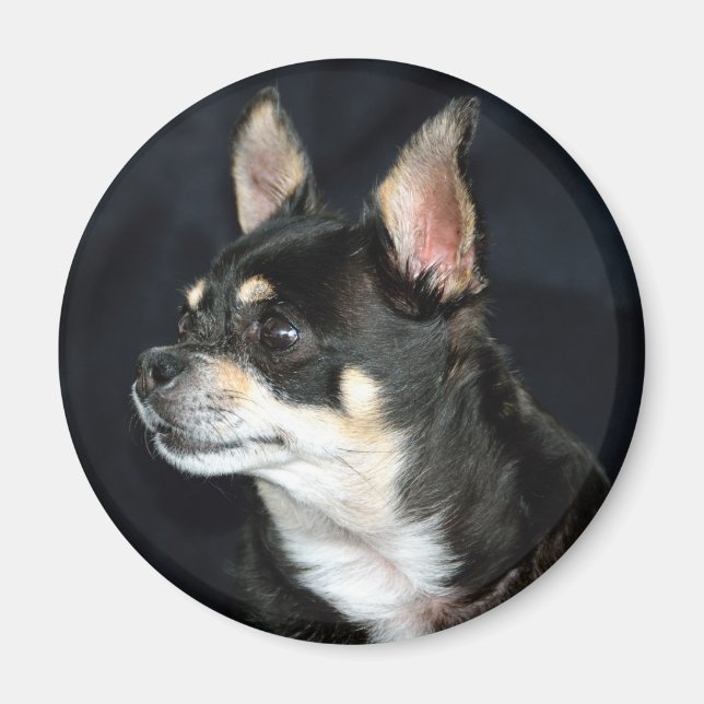 Liebe Chihuahuas Magnet (Vorne)