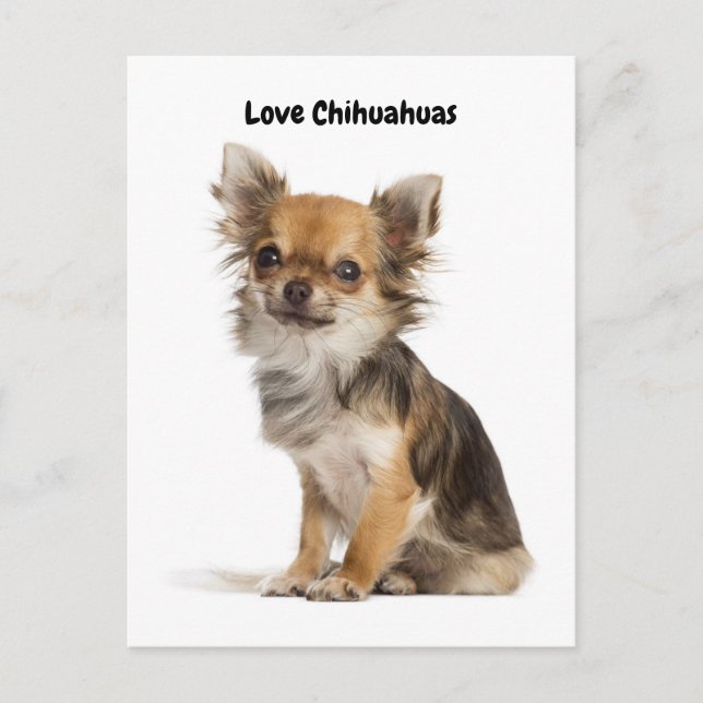 Liebe Chihuahuas Postkarte (Vorderseite)