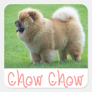 Liebe Chow Chow Puppy Hund Grußkleber Quadratischer Aufkleber