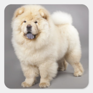Liebe Chow Chow Welpe Hund Gruß Sticker