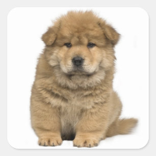 Liebe Chow Chow Welpe Hund Gruß Sticker