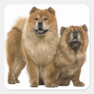 Liebe Chow Chow Welpe Hund Gruß Sticker