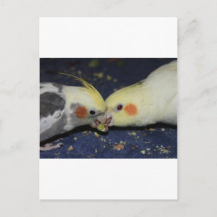 Liebe Cockatiel Postkarte