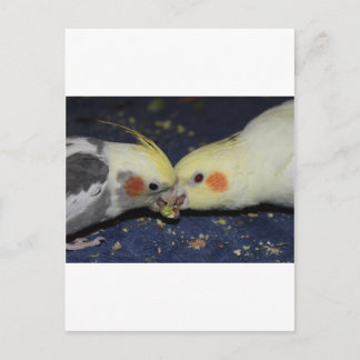 Liebe Cockatiel Postkarte