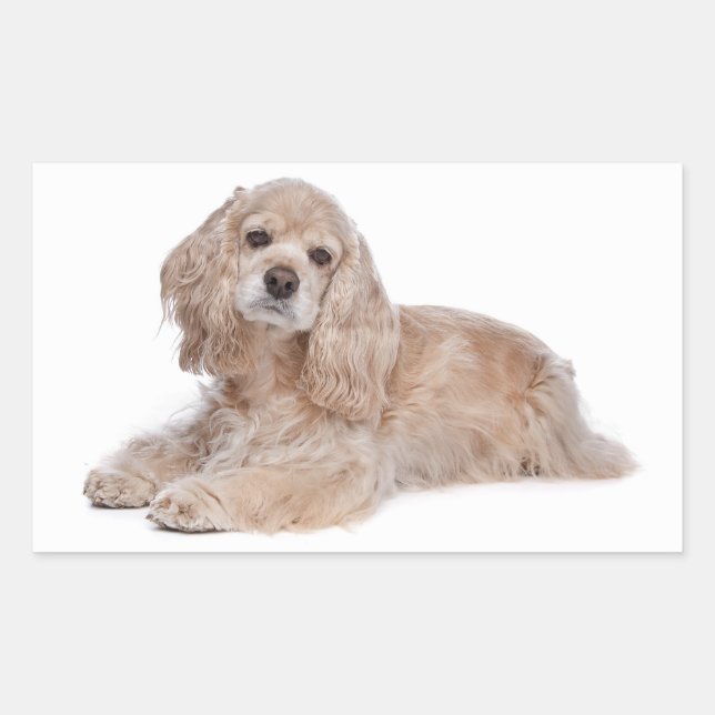 Liebe Cocker Spaniel Welpen Hund Aufkleber (Vorderseite)