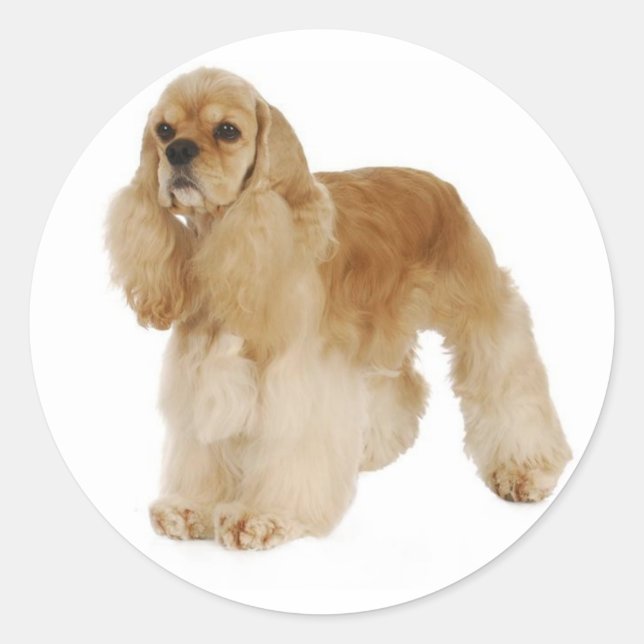 Liebe Cocker Spaniel Welpen Hund Aufkleber (Vorderseite)