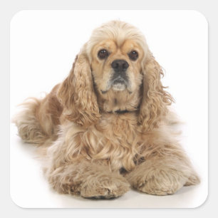 Liebe Cocker Spaniel Welpen Hund Aufkleber