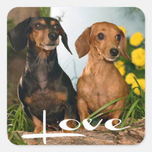 Liebe Dackel Welpen-Hundeaufkleber / Siegel Quadratischer Aufkleber