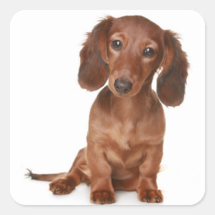 Liebe Dackel Welpen-Hundeaufkleber / Siegel Quadratischer Aufkleber