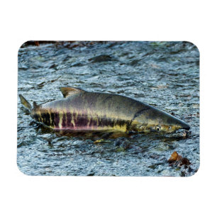 Liebe der Fischer Magnet