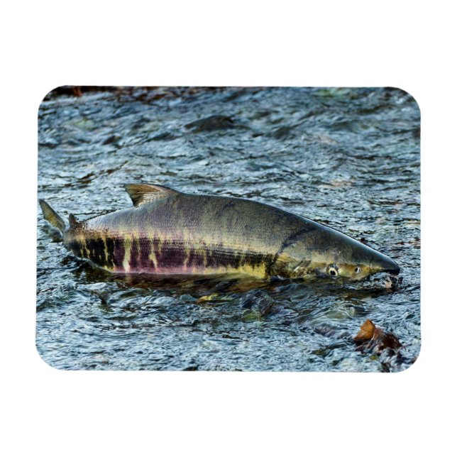 Liebe der Fischer Magnet (Horizontal)