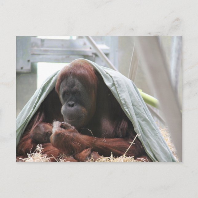 Liebe der Mütter Postkarte (Vorderseite)