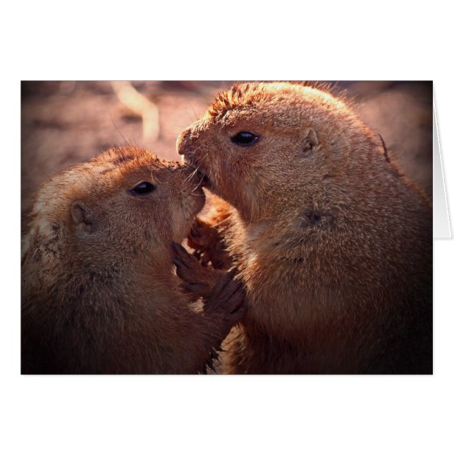 Liebe der Prärie (Vorderseite (Horizontal))