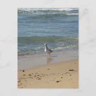 Liebe des Seegras Montauk Postkarte