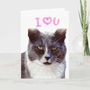 Liebe dich, Valentine von deiner Katze Grußkarte Feiertagskarte
