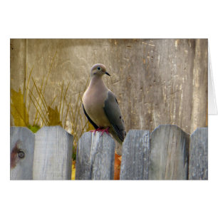 Liebe Dove anpassbar