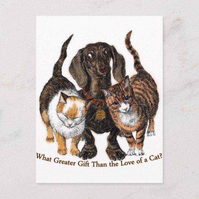 Liebe einer Katze Postkarte (Vorderseite)