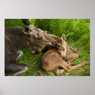 Liebe einer Mutter Poster