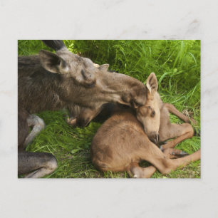 Liebe einer Mutter Postkarte