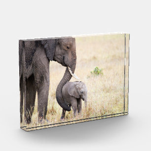 Liebe Elefant Baby Foto