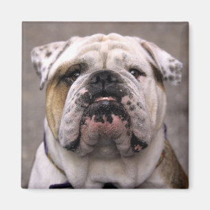 Liebe English Bulldog Puppy Dog Magnet