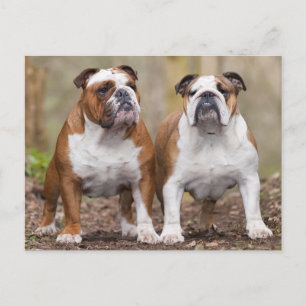 Liebe English Bulldog Puppy Dop Card Postkarte