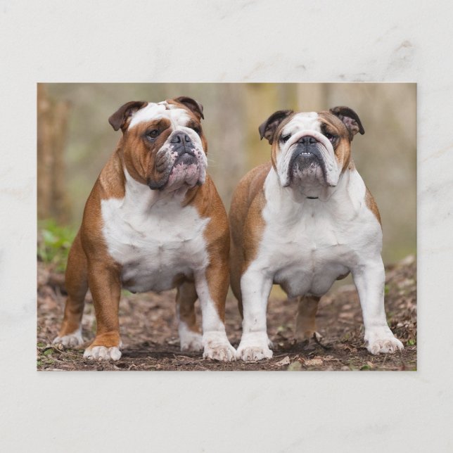 Liebe English Bulldog Puppy Dop Card Postkarte (Vorderseite)