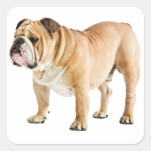 Liebe English Bulldog Welpe Dodge Canine Aufkleber
