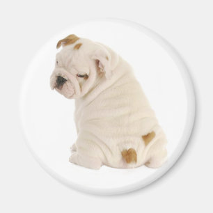 Liebe English Bulldog Welpe Dog Magnet