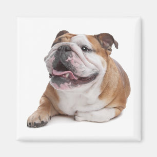 Liebe English Bulldog Welpe Hund Magnet