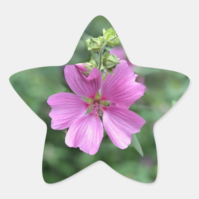 Liebe: Für Australien Stern-Aufkleber (Vorderseite)