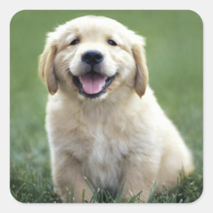 Liebe Golden Retriever Puppy Docking Stickers