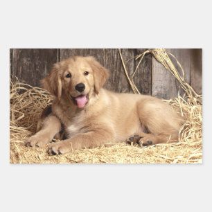 Liebe Golden Retriever Puppy Docking Stickers