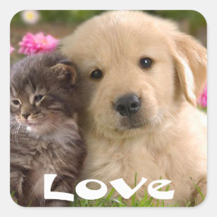 Liebe Golden Retriever Welpe Und Kätzchen Aufklebe Quadratischer Aufkleber