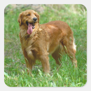 Liebe Golden Retriever Welpen Hund Aufkleber