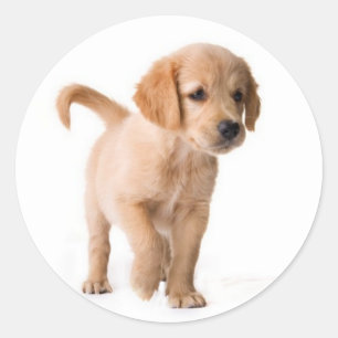 Liebe Golden Retriever Welpen Hund Aufkleber