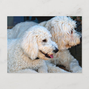 Liebe Goldendoodles  Postkarte