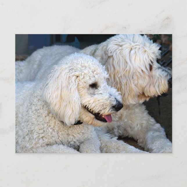Liebe Goldendoodles Postkarte (Vorderseite)