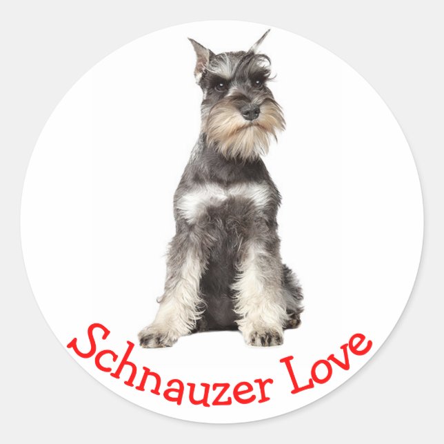 Liebe Gray Schnauzer Welpenhühner Sticker (Vorderseite)