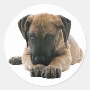 Liebe Great Dane Puppy Docker / Siegel Runder Aufkleber