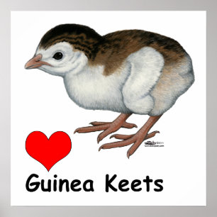 Liebe Guinea Keets Poster