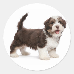 Liebe Havanese Chocolate Brown Puppy Dog Hallo Runder Aufkleber