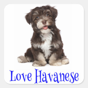 Liebe Havanese Puppy Docker Quadratischer Aufkleber