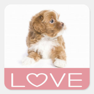 Liebe Havanese Puppy Docker Quadratischer Aufkleber
