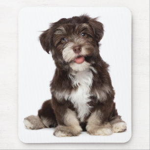Liebe Havanese Welpe Hund Mousepad