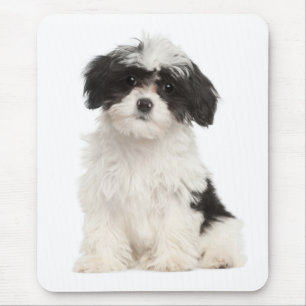 Liebe Havanese Welpe Hund Mousepad