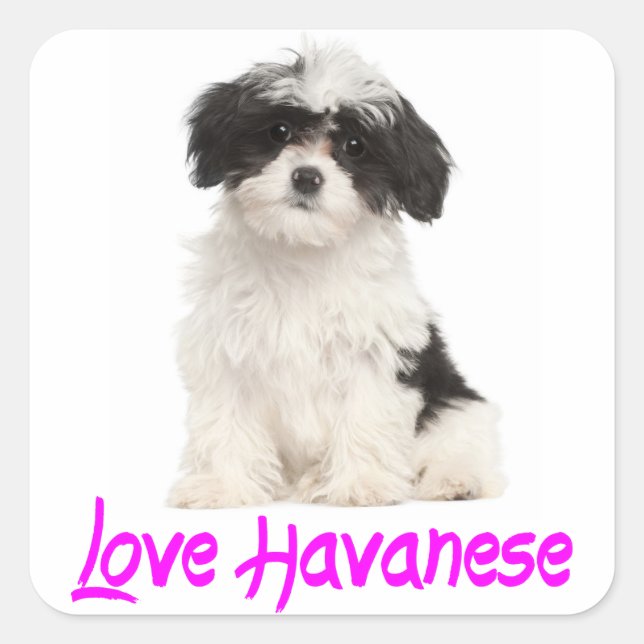 Liebe Havanese Welpen-Hundeaufkleber Quadratischer Aufkleber (Vorderseite)