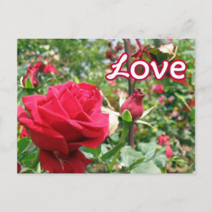 Liebe Hinweis Rose Postkarte