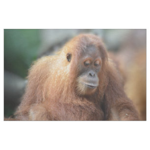 Liebe I Orang-Utans Stoff